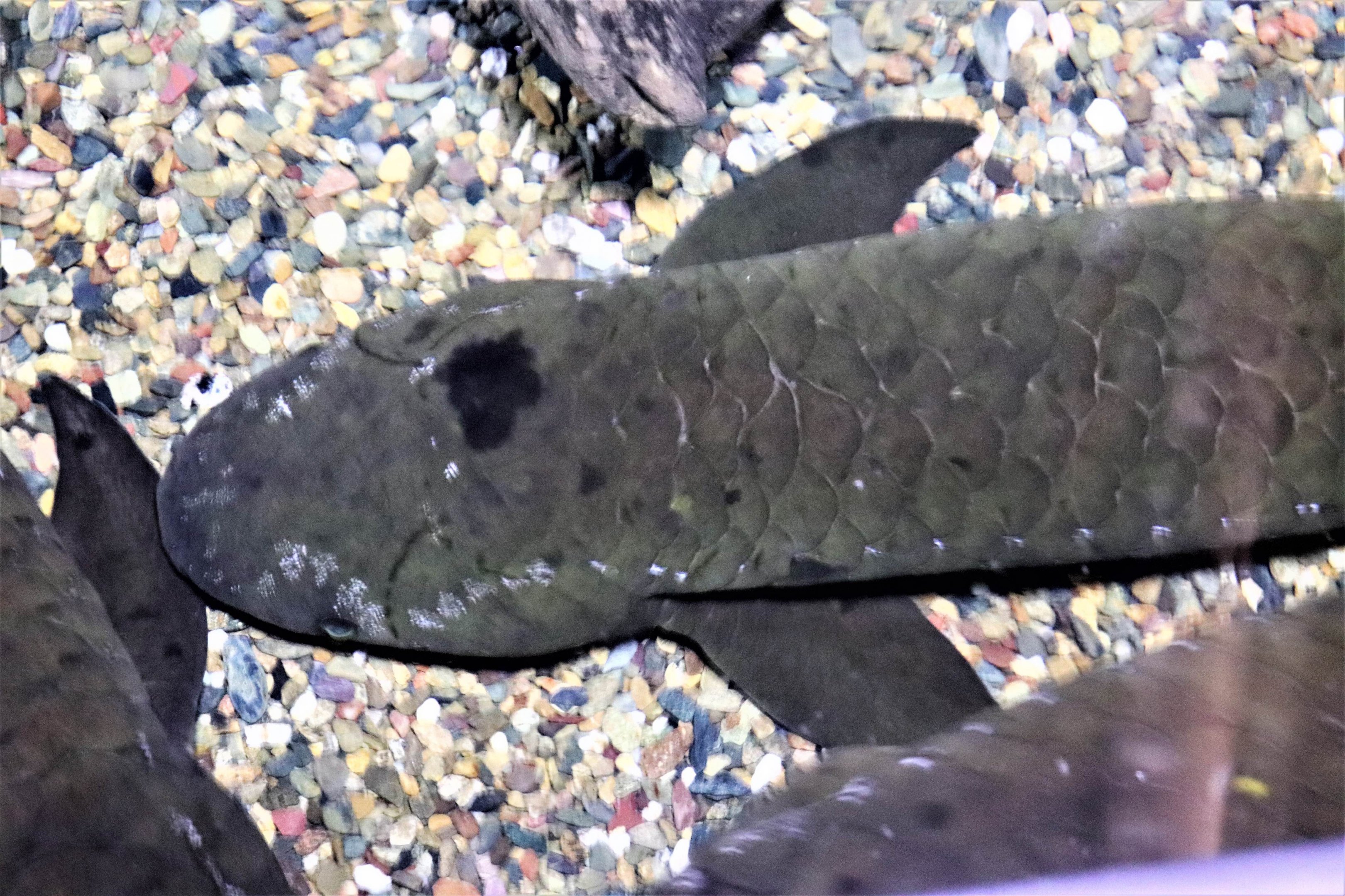 Queensland Lungfish (Neoceratodus forsteri)