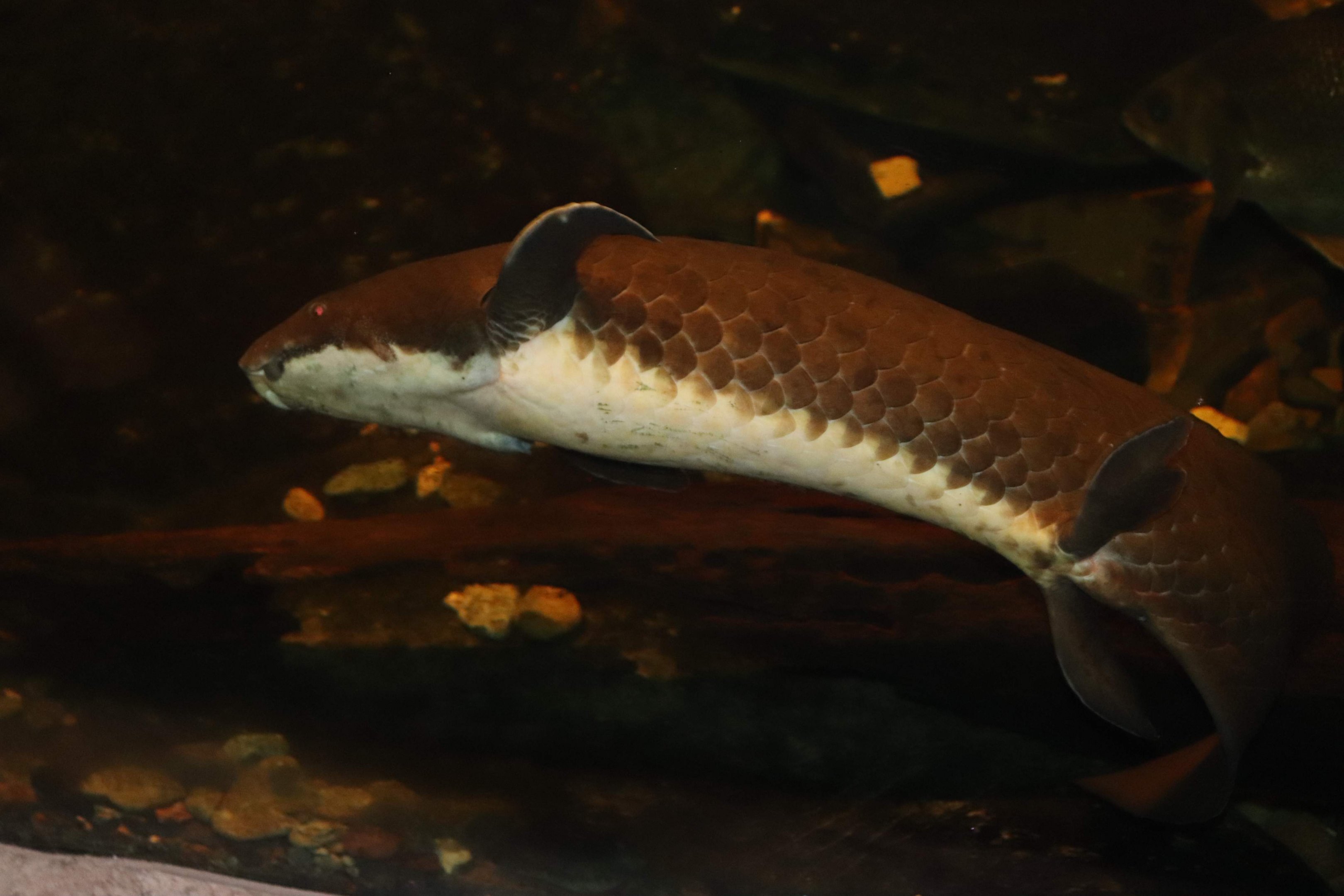 Queensland Lungfish (Neoceratodus forsteri)