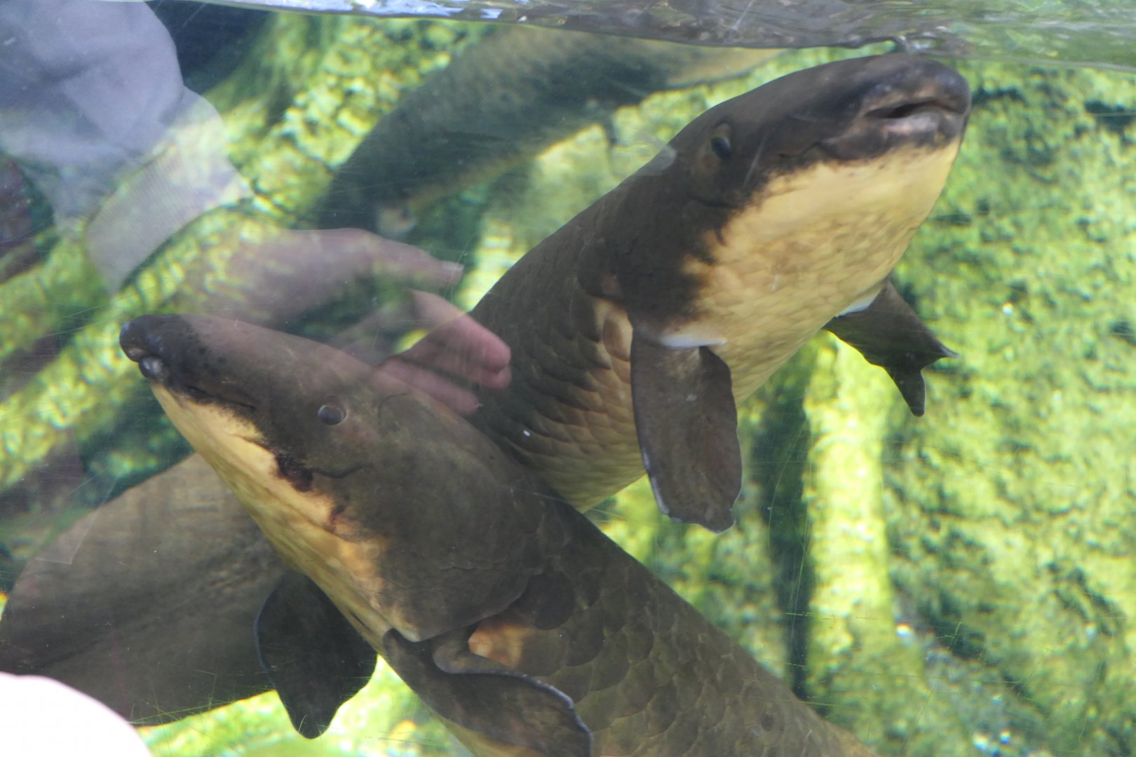 Queensland Lungfish (Neoceratodus forsteri)