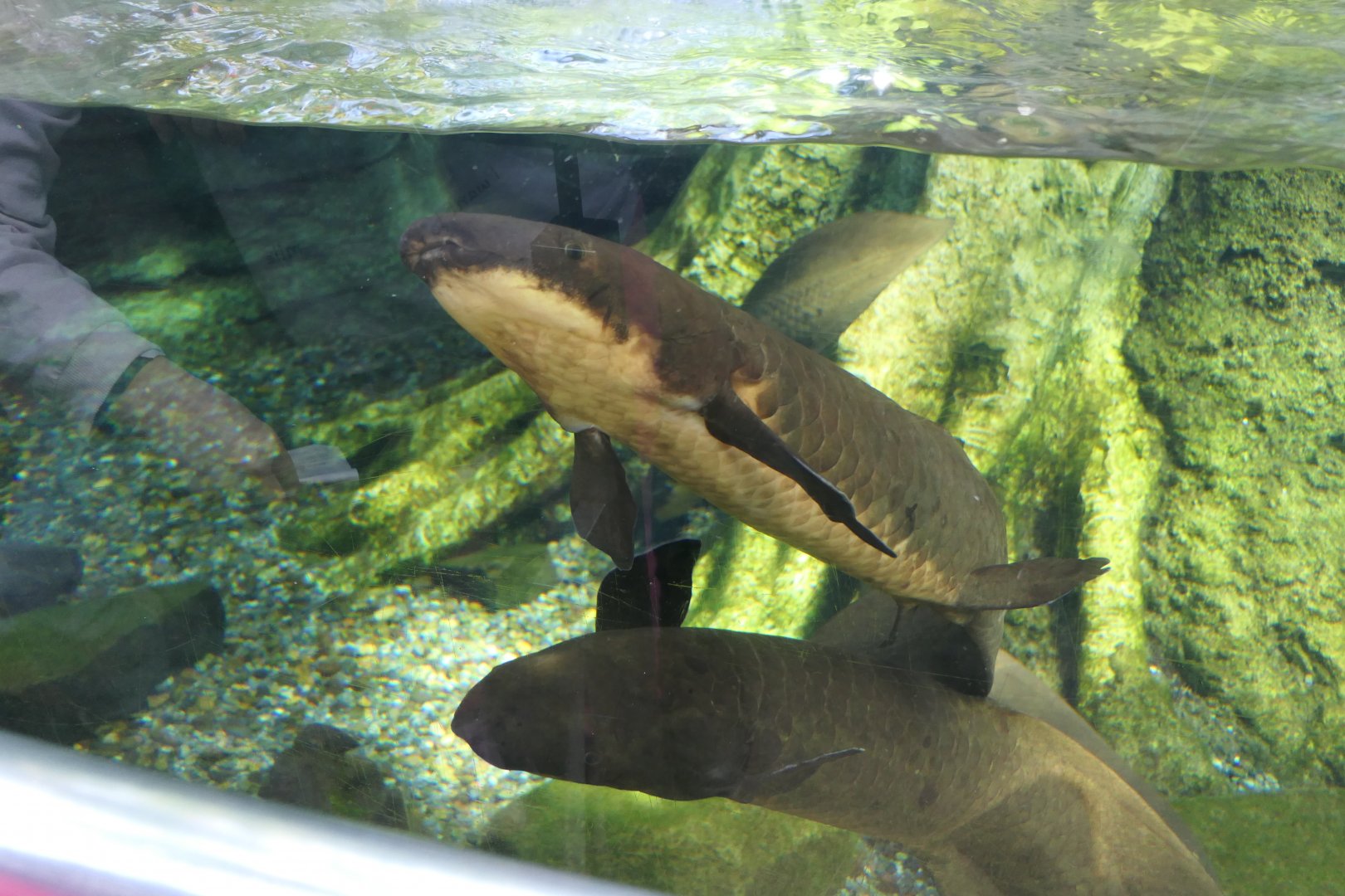 Queensland Lungfish (Neoceratodus forsteri)