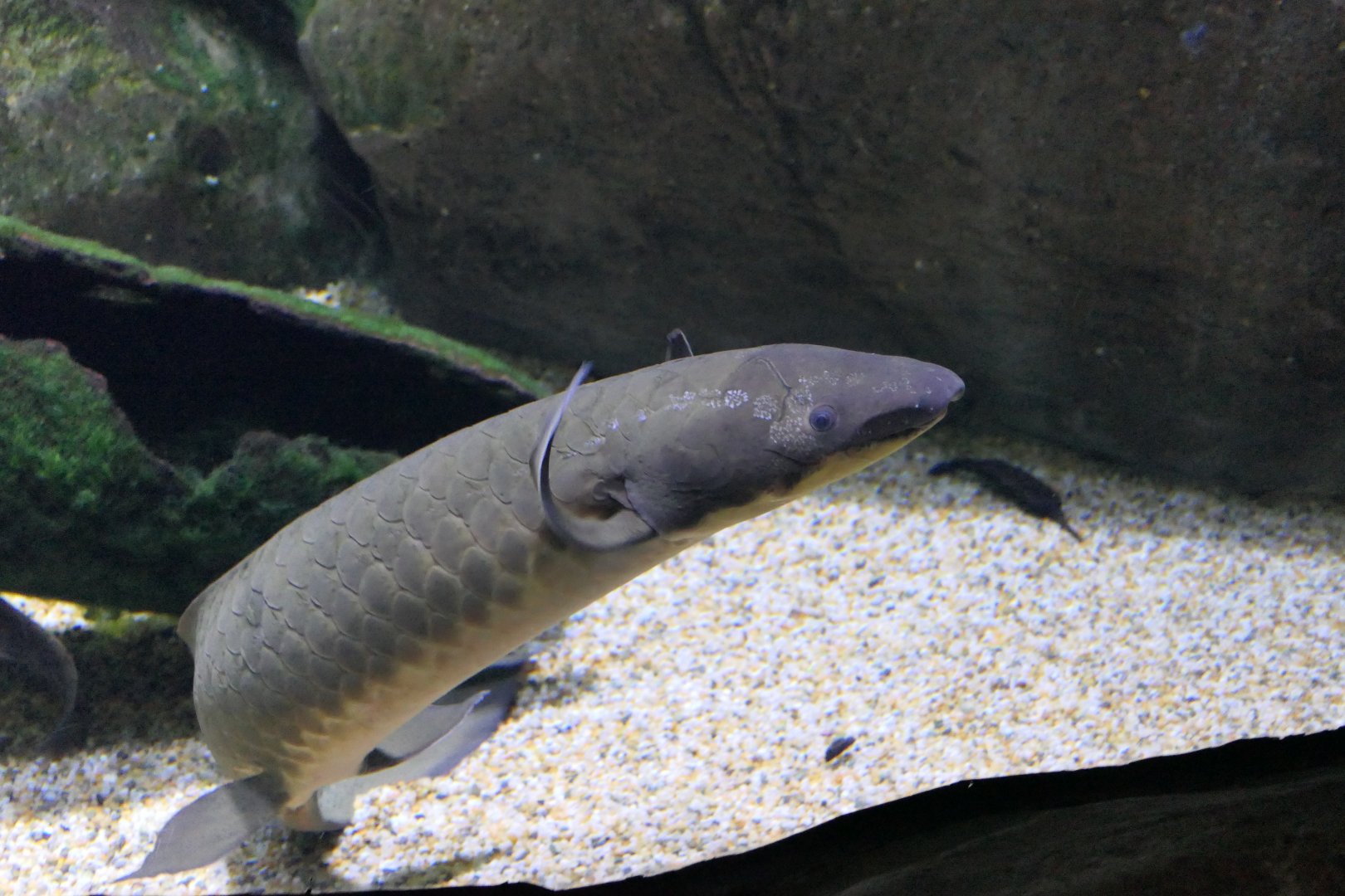 Queensland Lungfish (Neoceratodus forsteri)