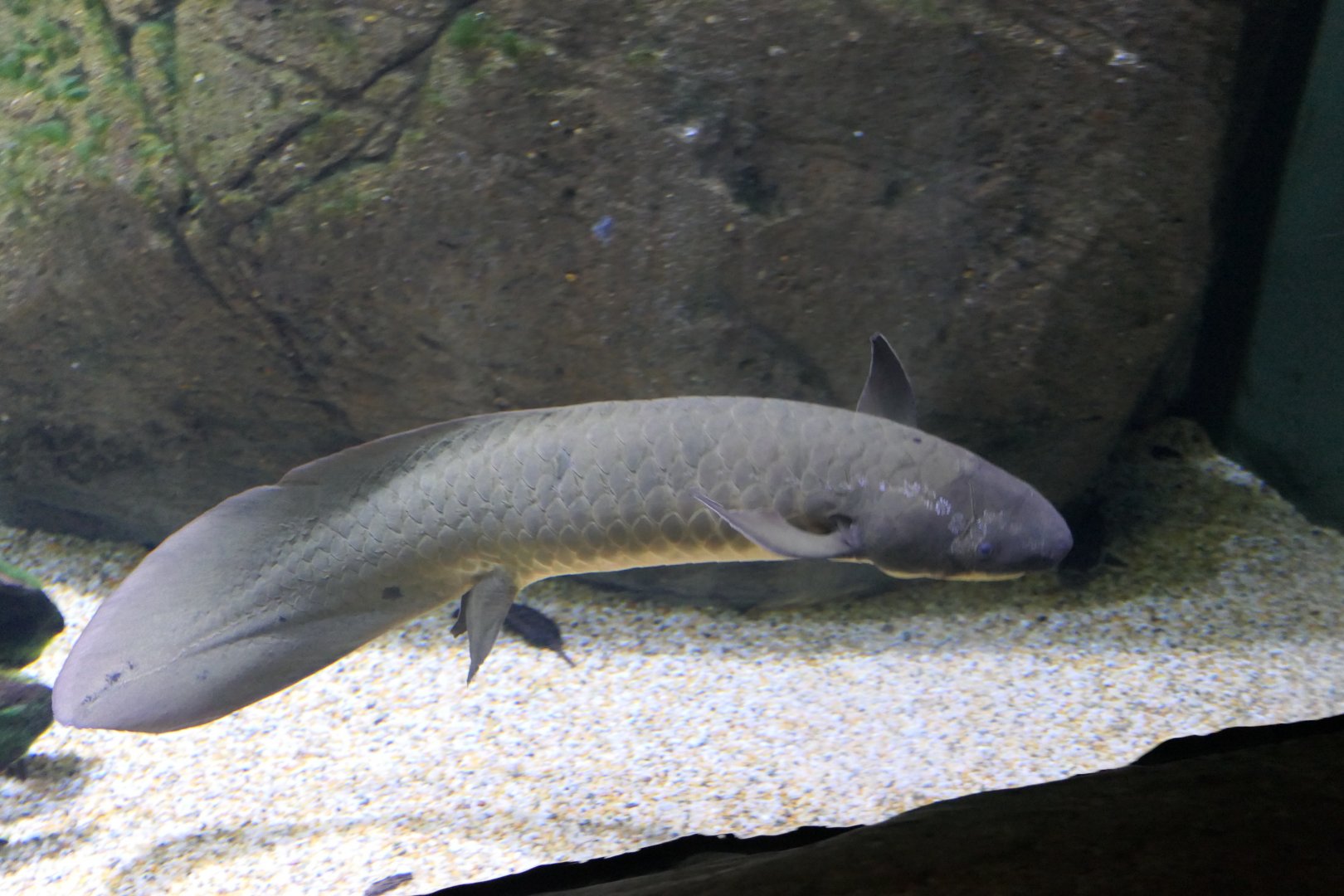 Queensland Lungfish (Neoceratodus forsteri)