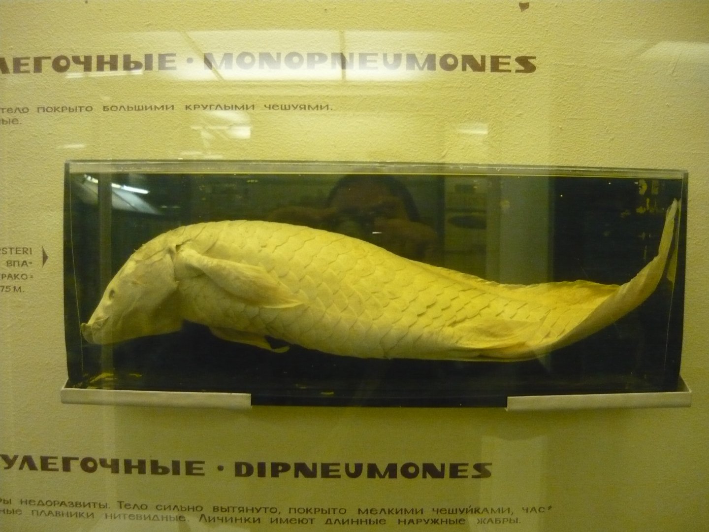 Queensland lungfish