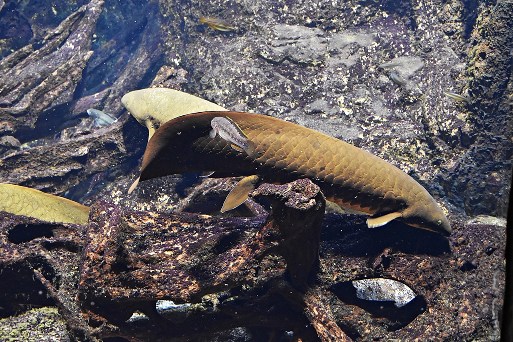 Queensland lungfish