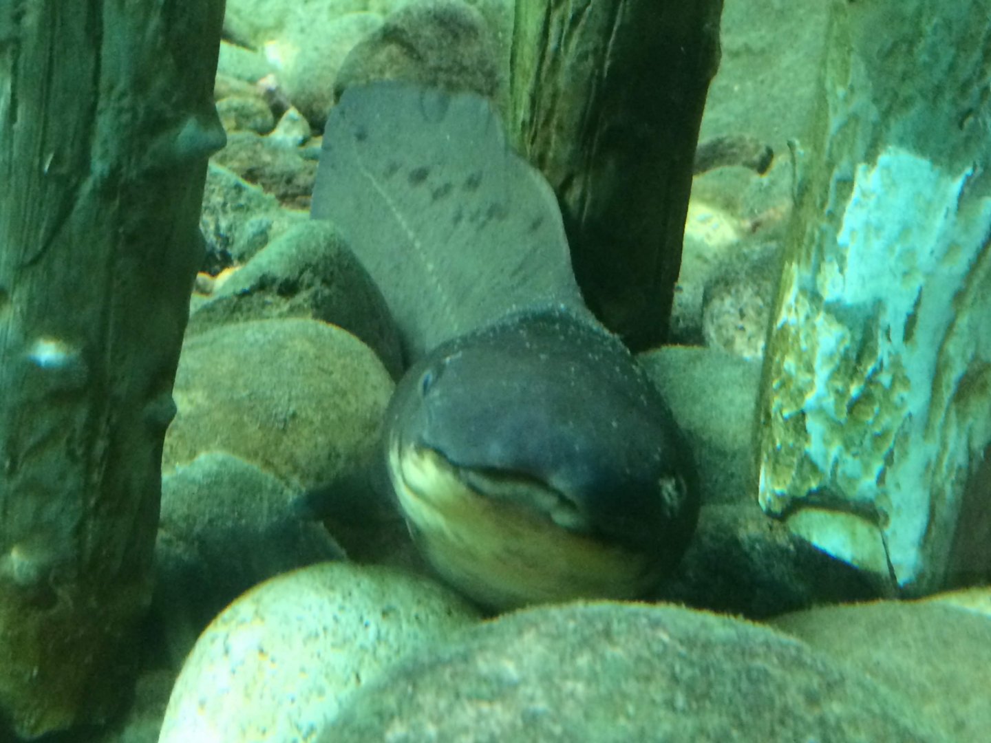 Queensland Lungfish