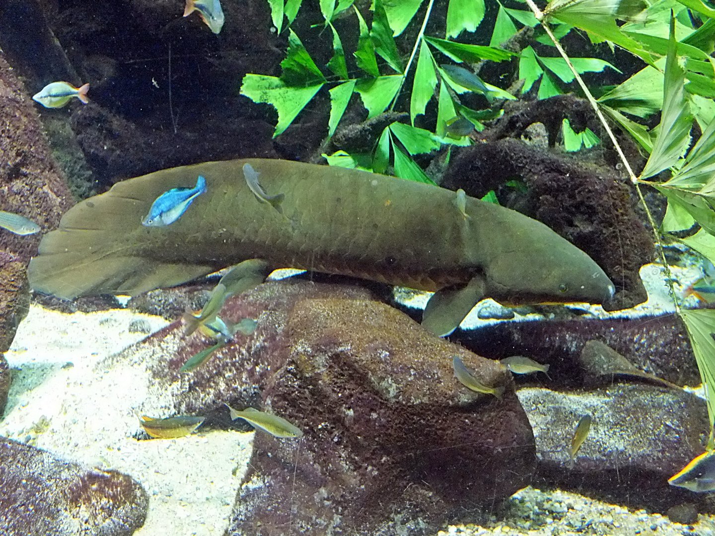 Queensland lungfish