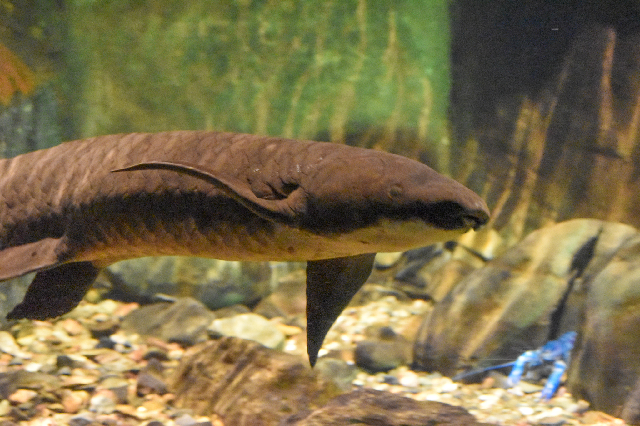 Queensland Lungfish