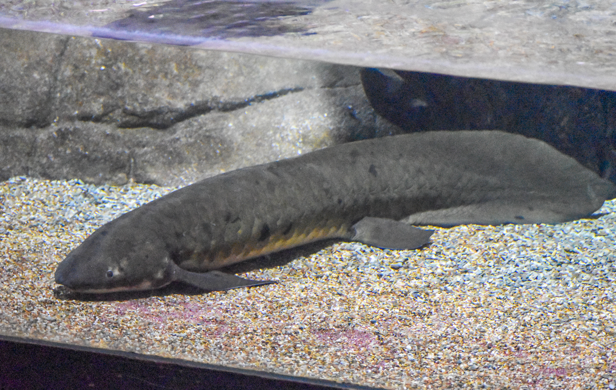 Queensland Lungfish