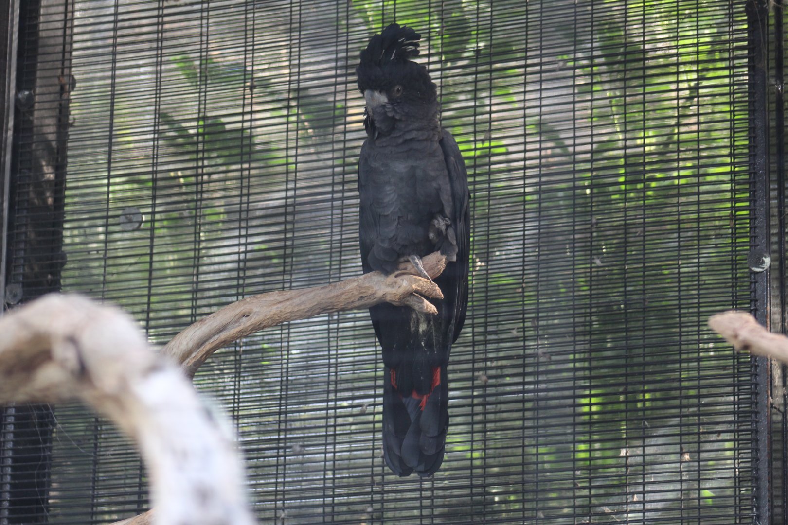 Queensland Red-Tailed Black Cockatoo