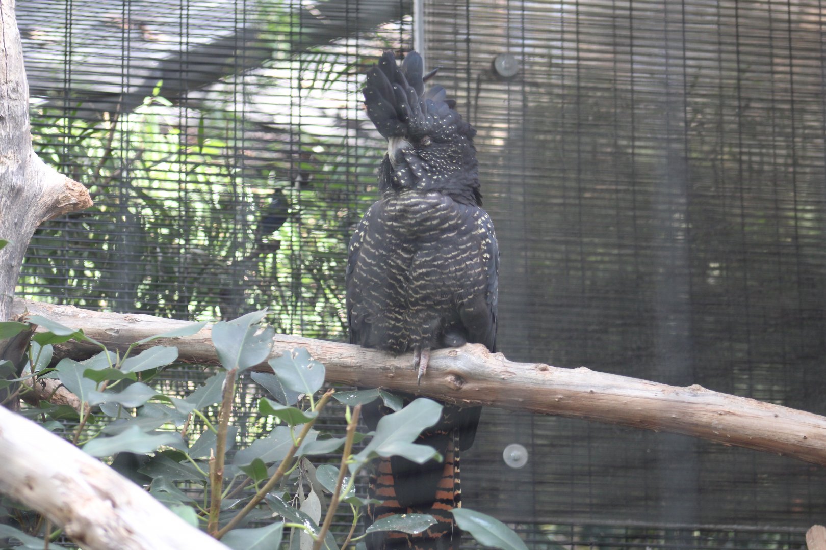 Queensland Red-Tailed Black Cockatoo
