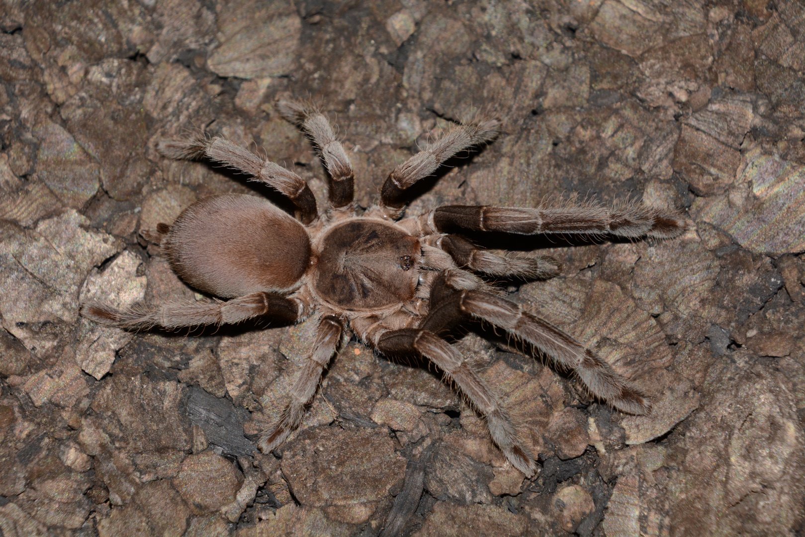 Queensland whistling tarantula (Selenocosmia crassipes)