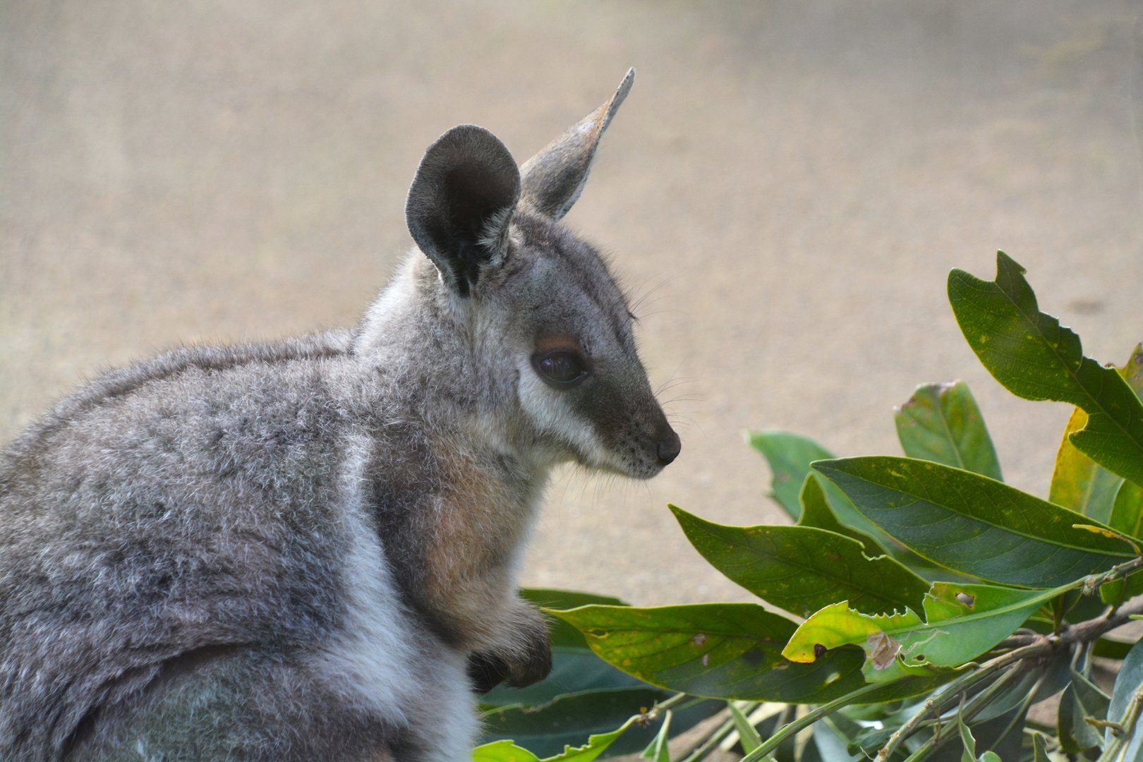 Queensland yellow-footed rock-wallaby (Petrogale xanthopus celeris)