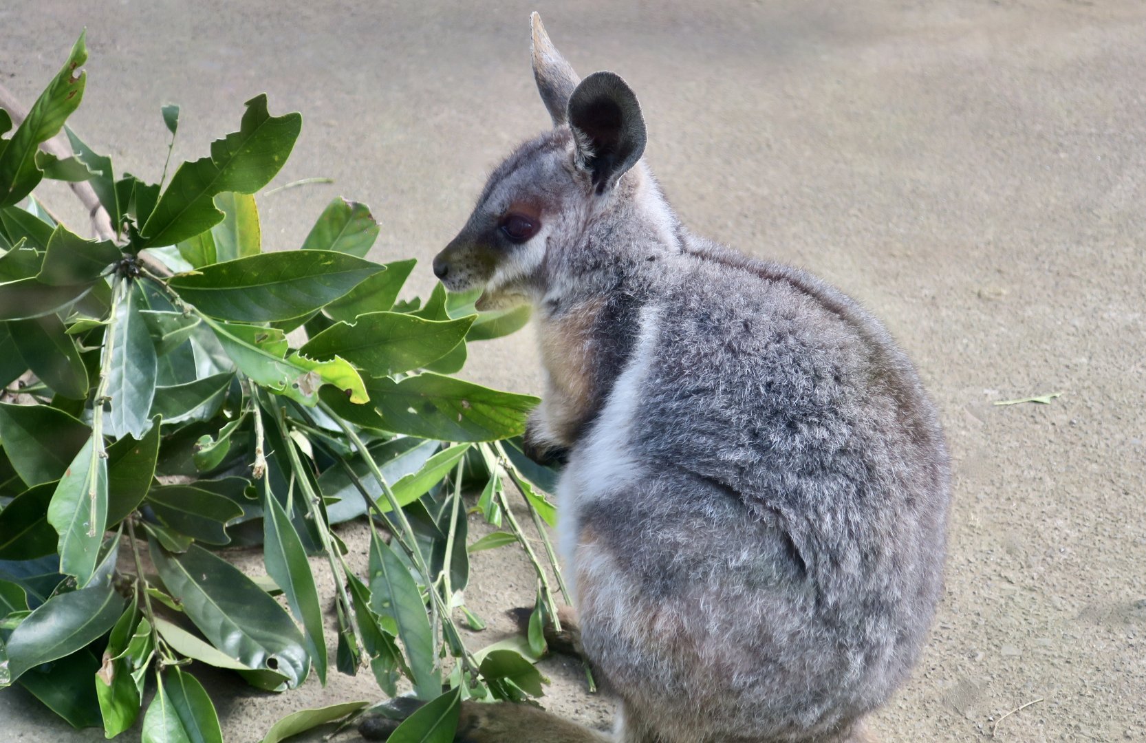Queensland Yellow-Footed Rock Wallaby (Petrogale xanthopus celeris)