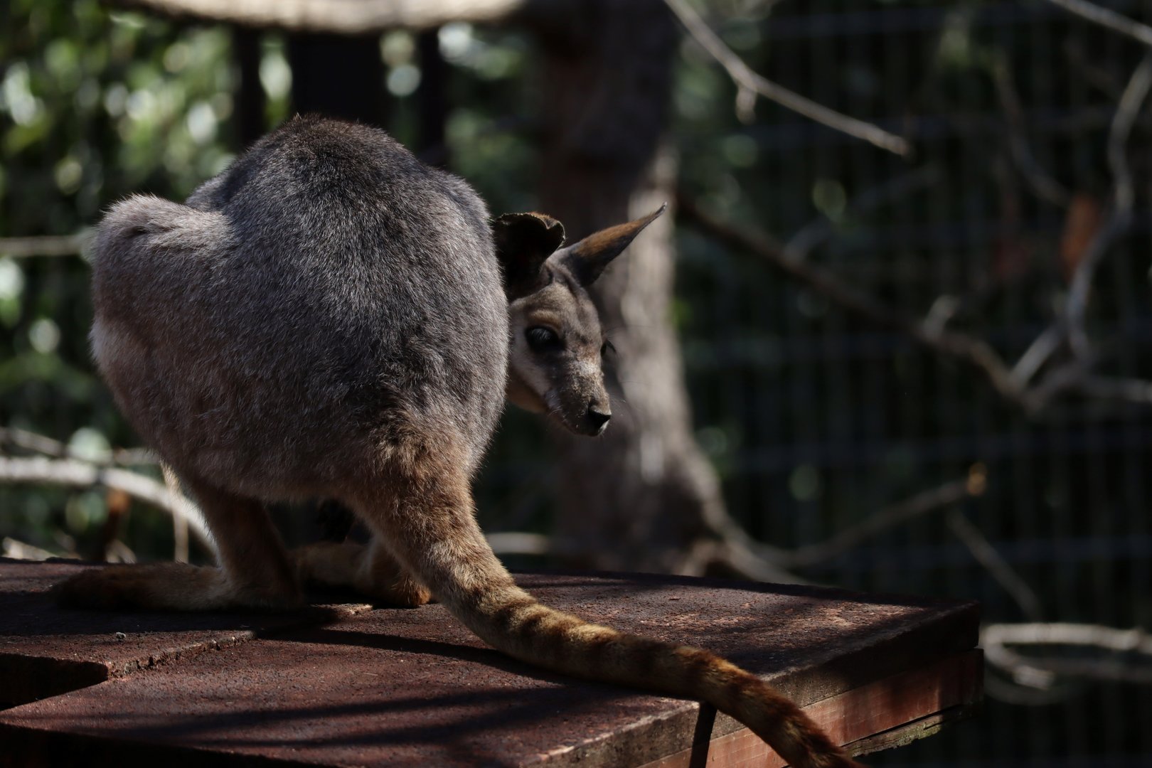 Queensland yellow-footed rock-wallaby