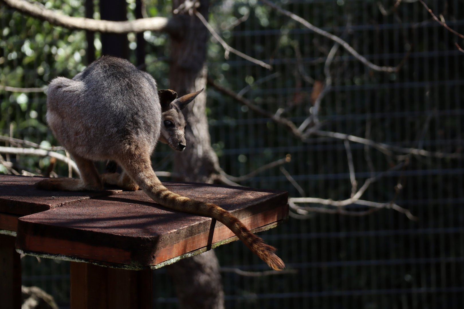 Queensland yellow-footed rock-wallaby