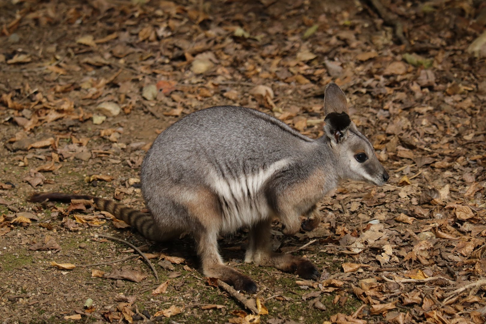 Queensland yellow-footed rock-wallaby