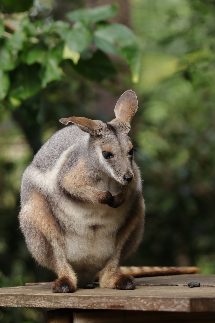 Queensland yellow-footed rock-wallaby