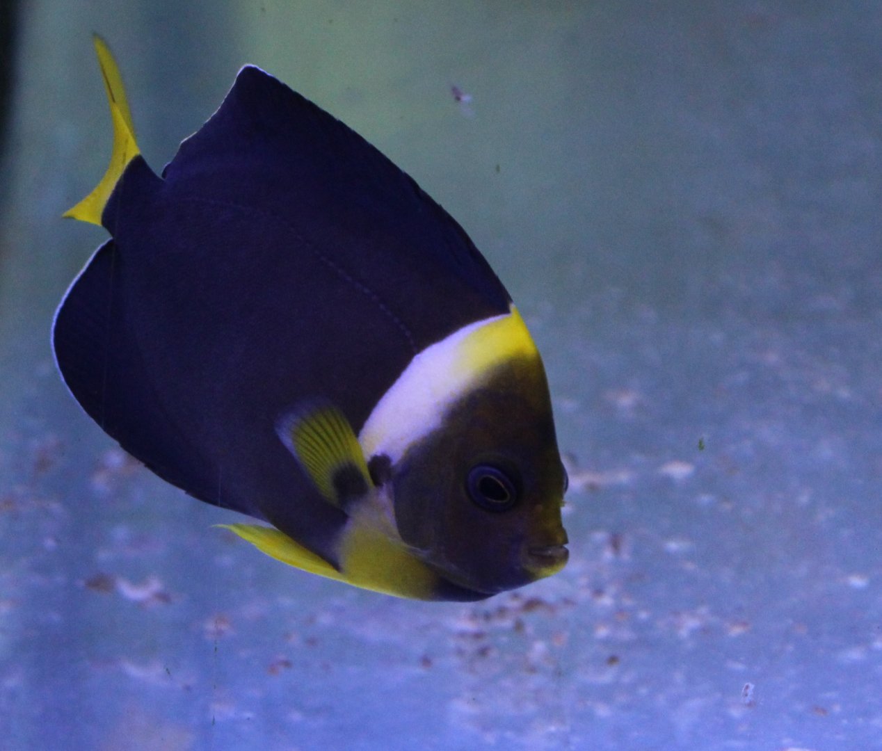 Queensland yellow-tailed angelfish - Chaetodontoplus meredithi