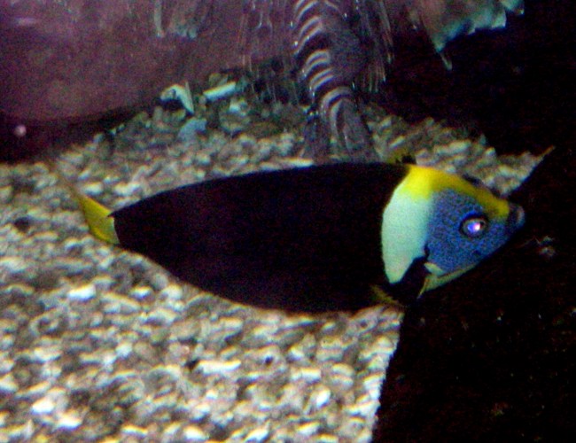 Queensland Yellowtail Angelfish (Chaetodontoplus meredithi)