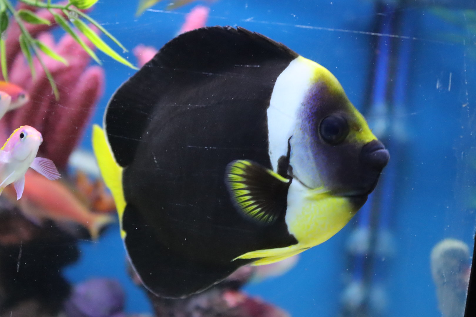 Queensland Yellowtail Angelfish (Chaetodontoplus meridithii)