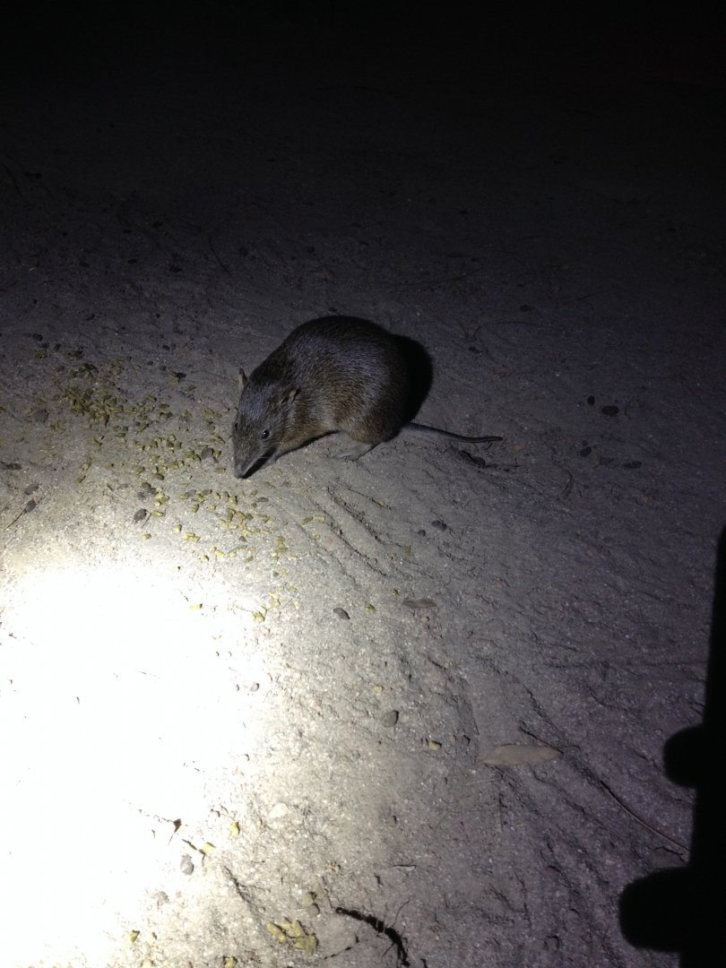 Quenda (Isoodon fusciventer)