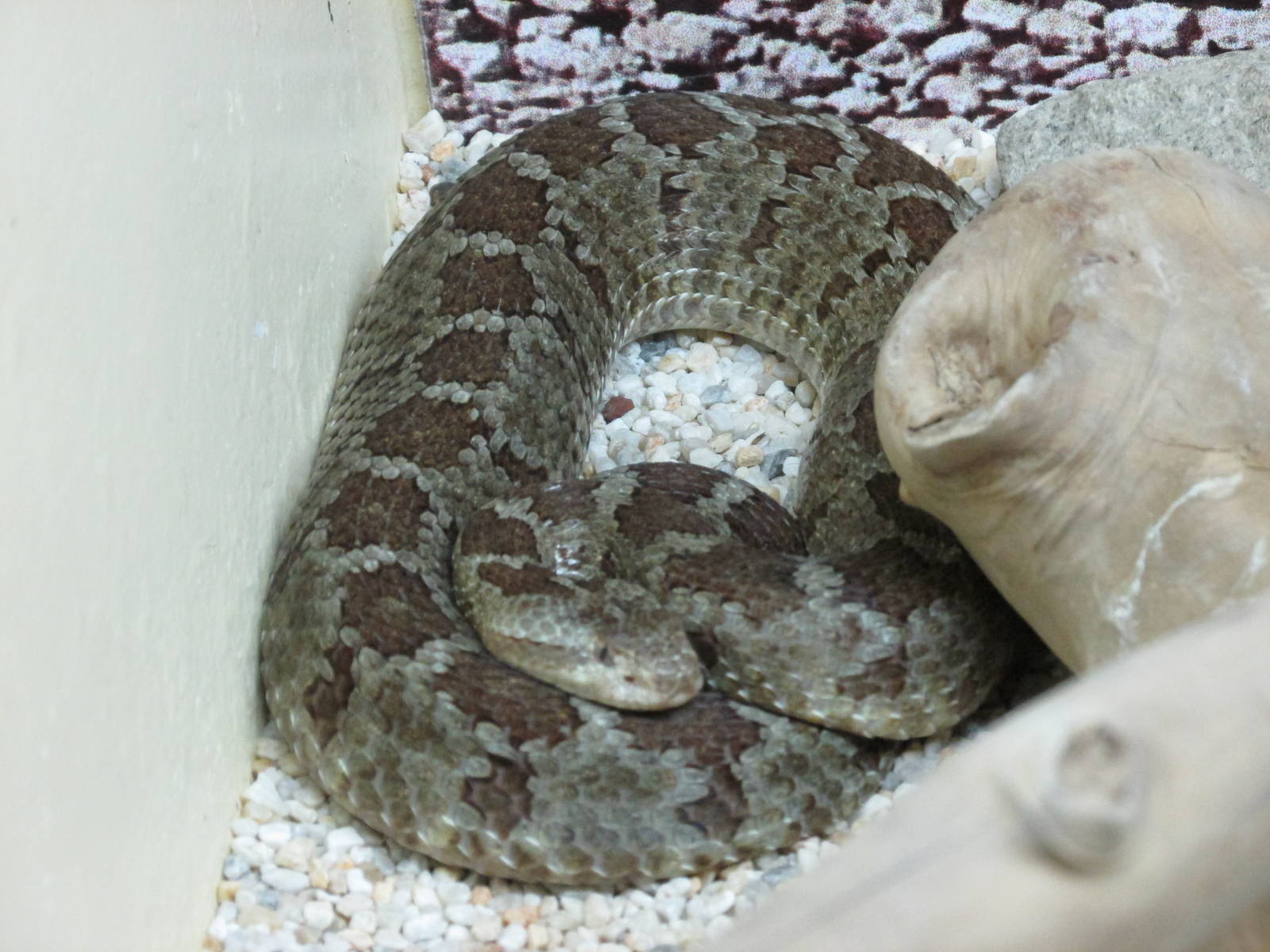 queretaro  dusky rattlesnake chapultepec zoo