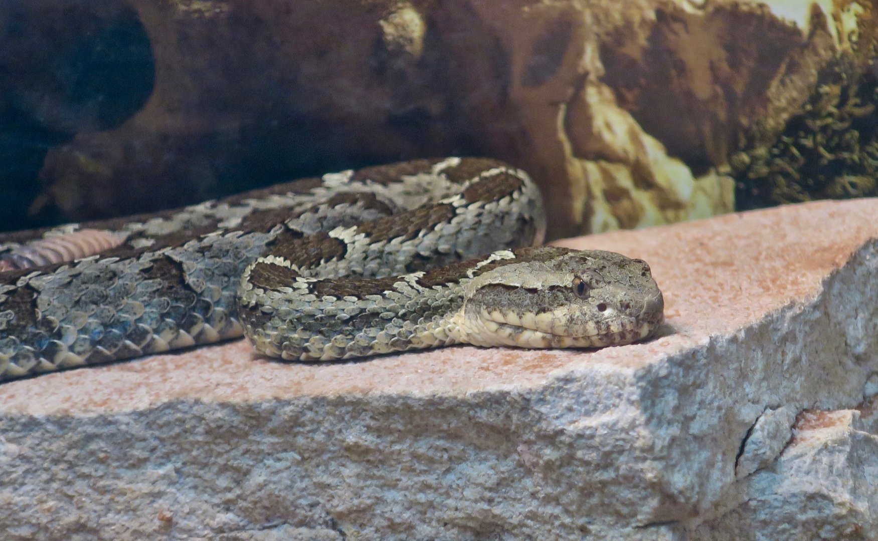 Querétaro Dusky Rattlesnake (Crotalus aquilus)