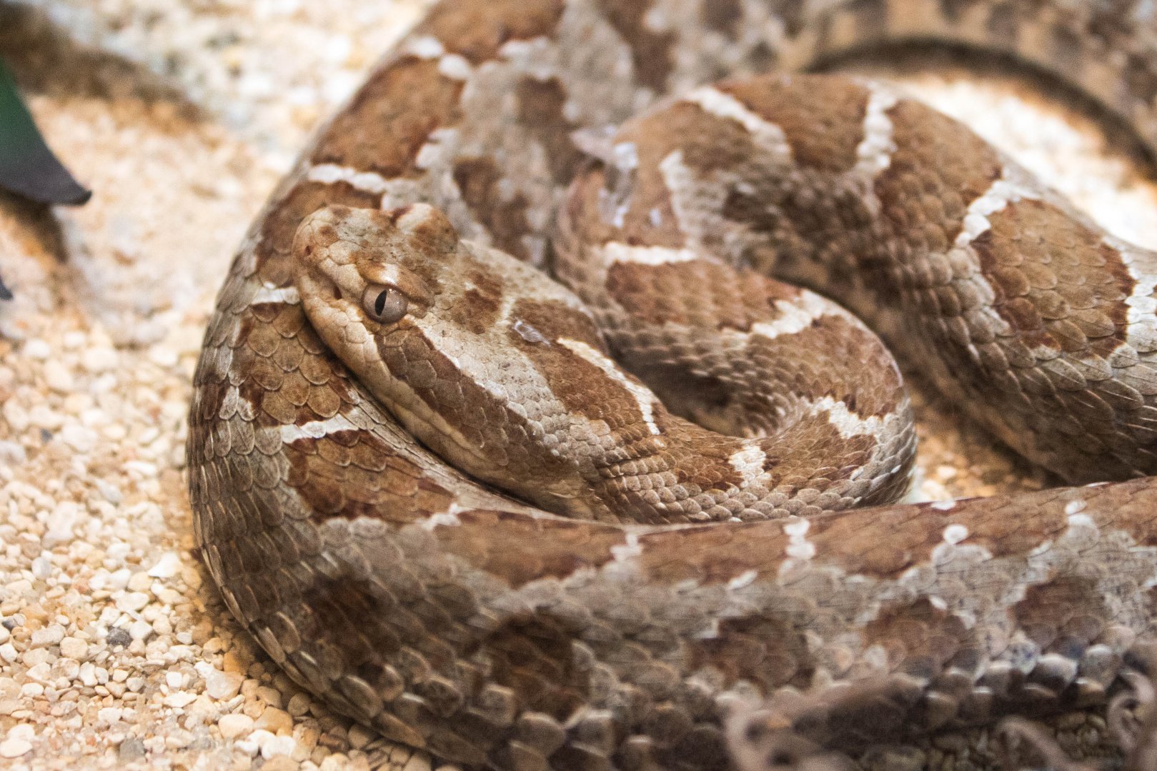 Querétaro dusky rattlesnake