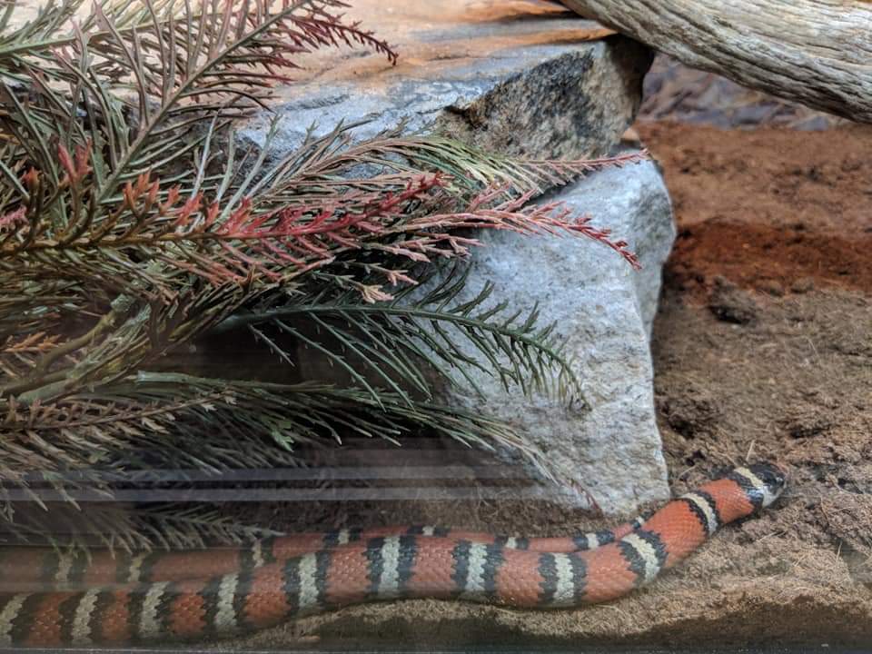Queretaro kingsnake (Lampropeltis ruthveni)