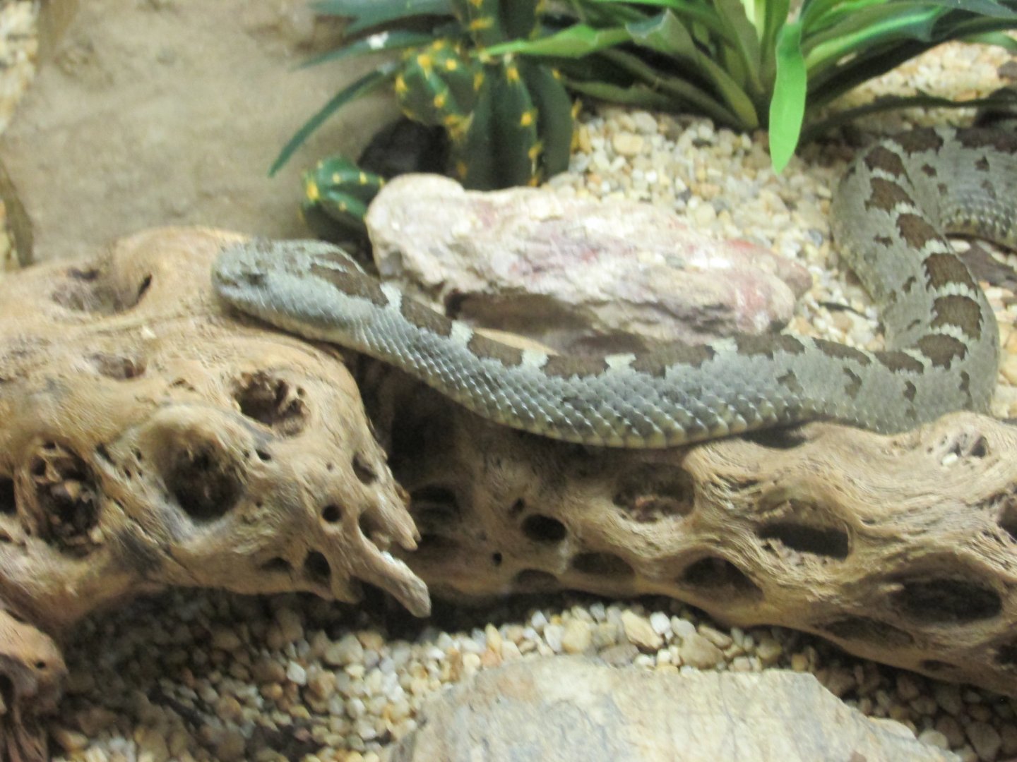 queretaro rattlesnake
