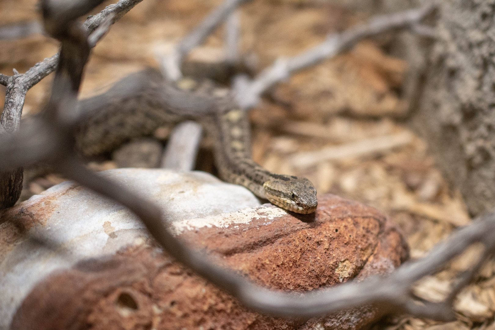 Queretero Dusky Rattlesnake- Crotalus aquilus