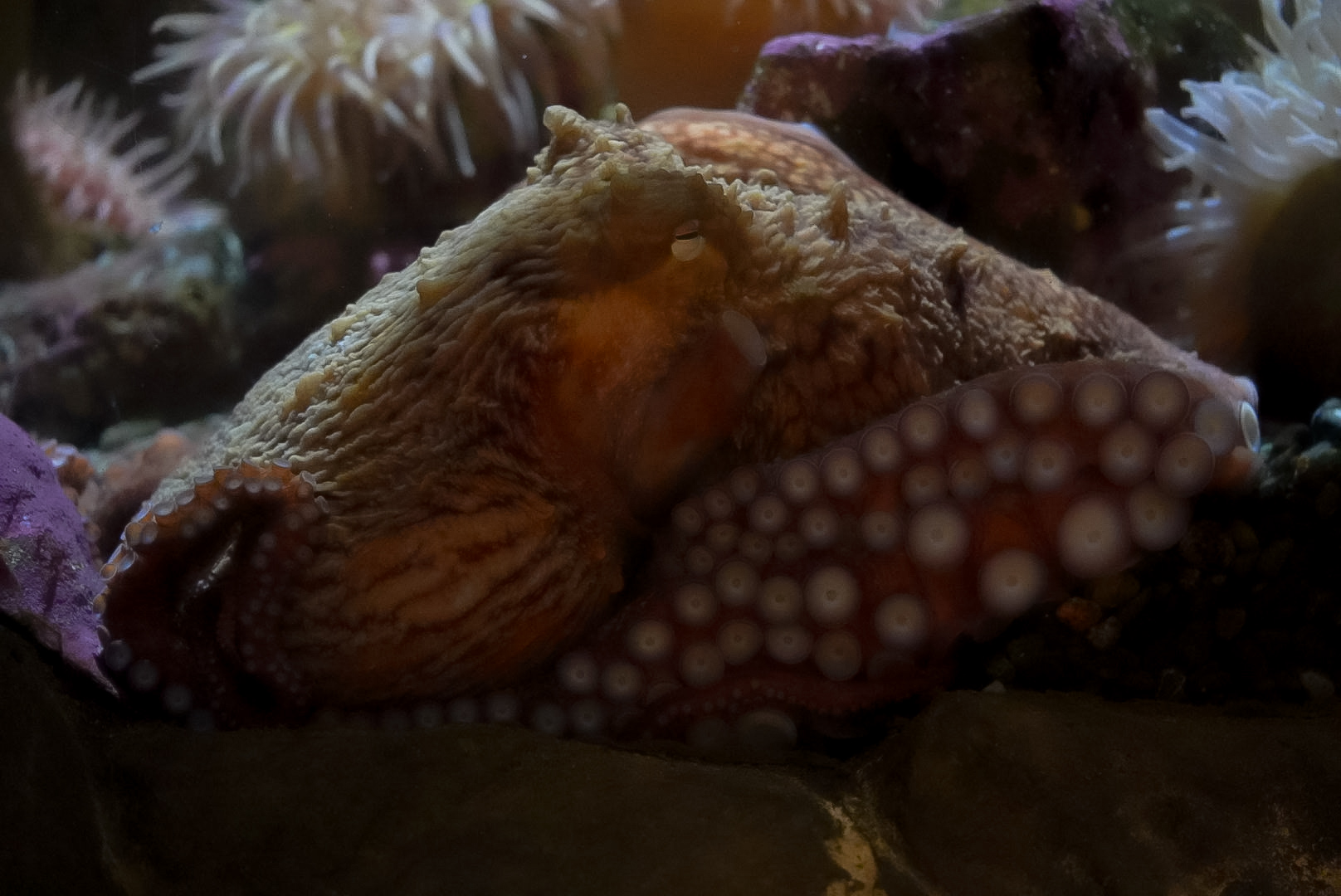 Queso the GPO (Giant Pacific Octopus)