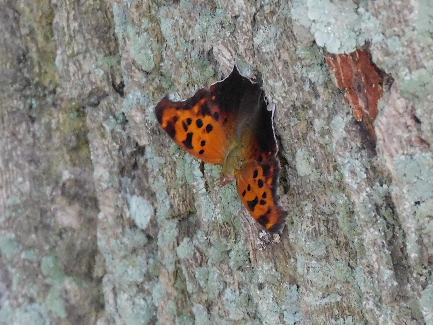 question mark butterfly