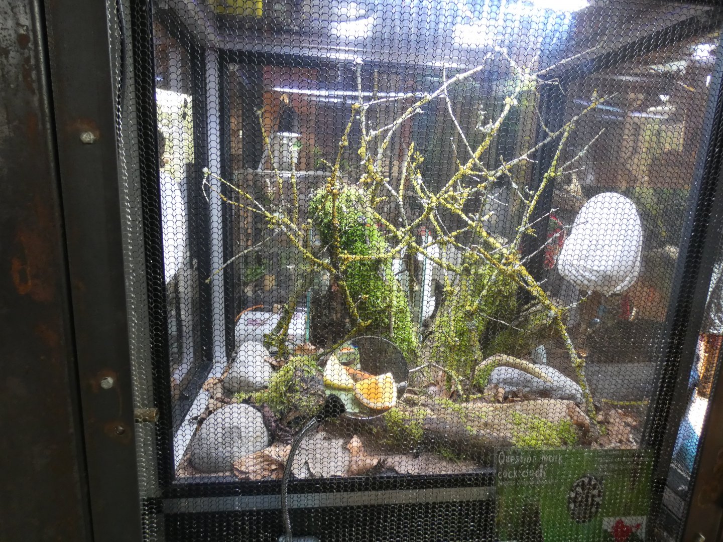 Question Mark Cockroach Enclosure