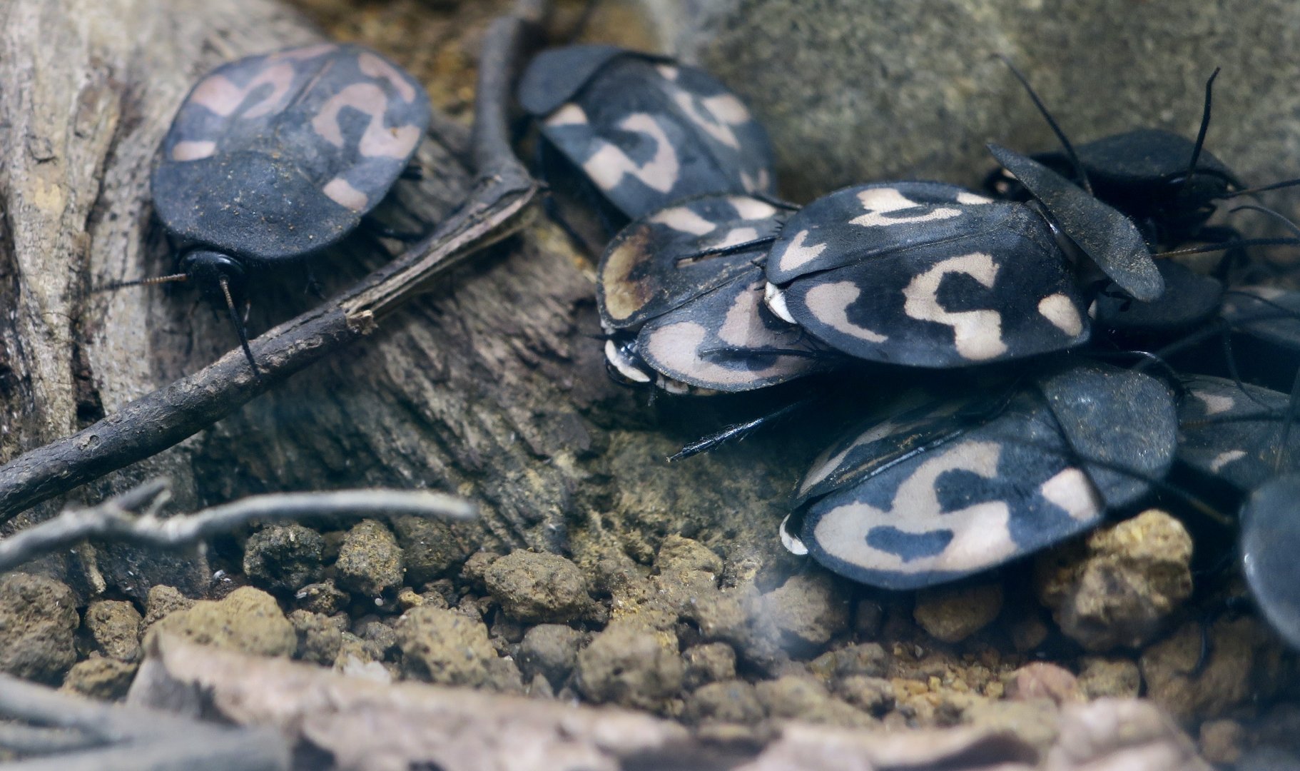 Question Mark Cockroach (Therea olegrandjeani)