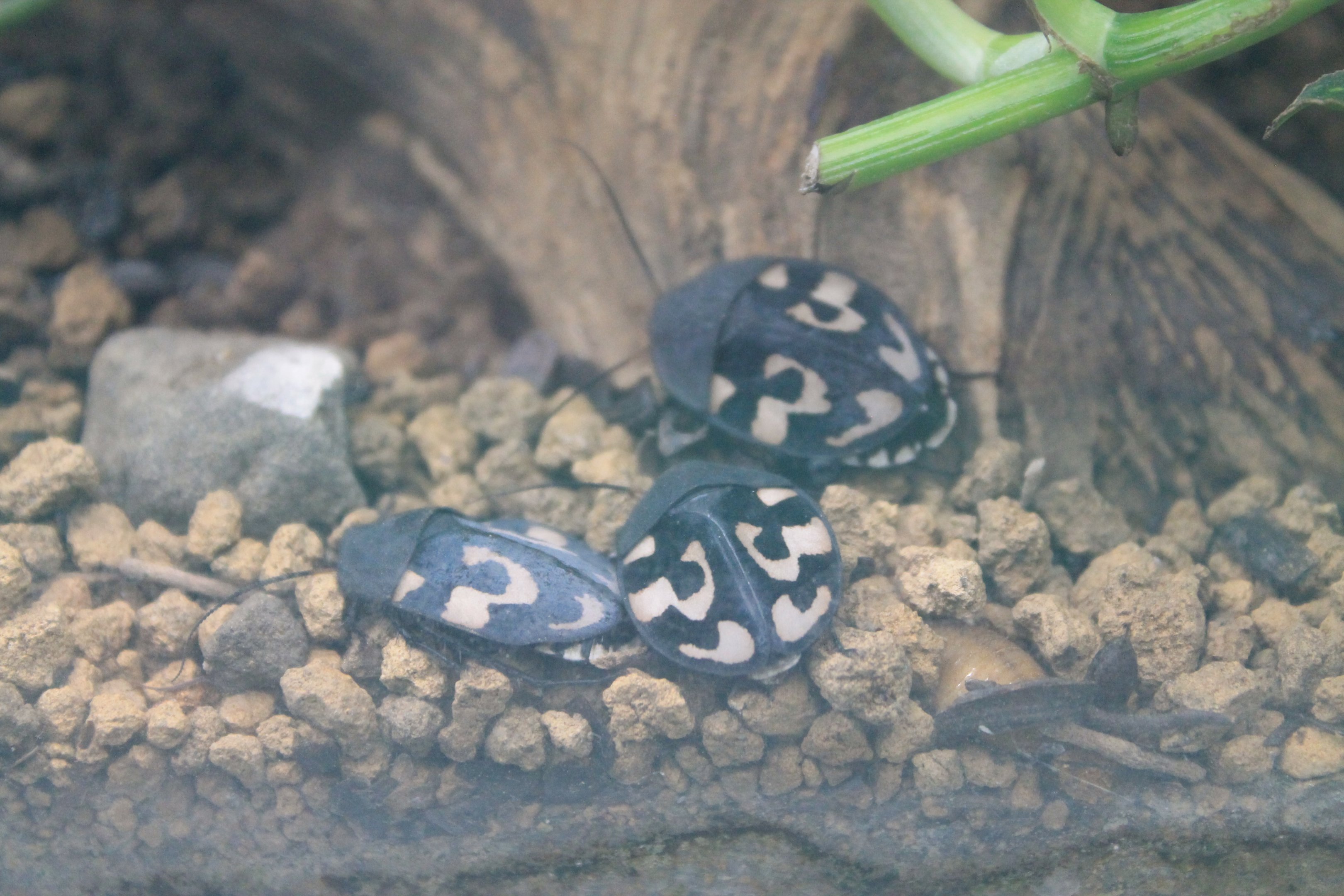 Question Mark Cockroach (Therea olegrandjeani)