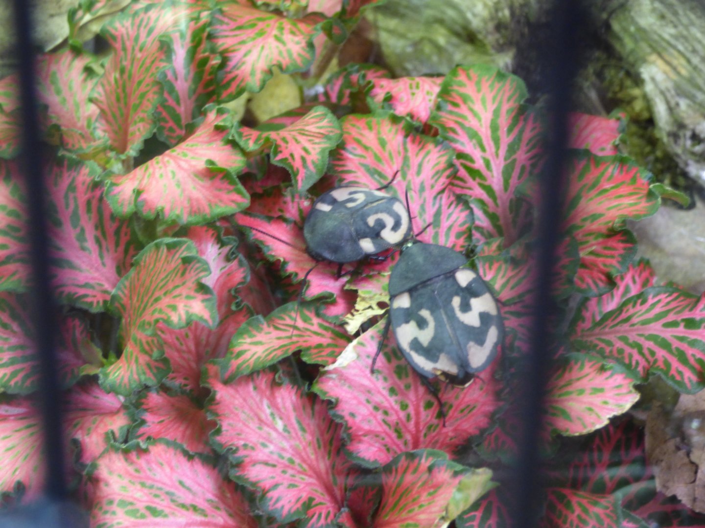 Question Mark Cockroach