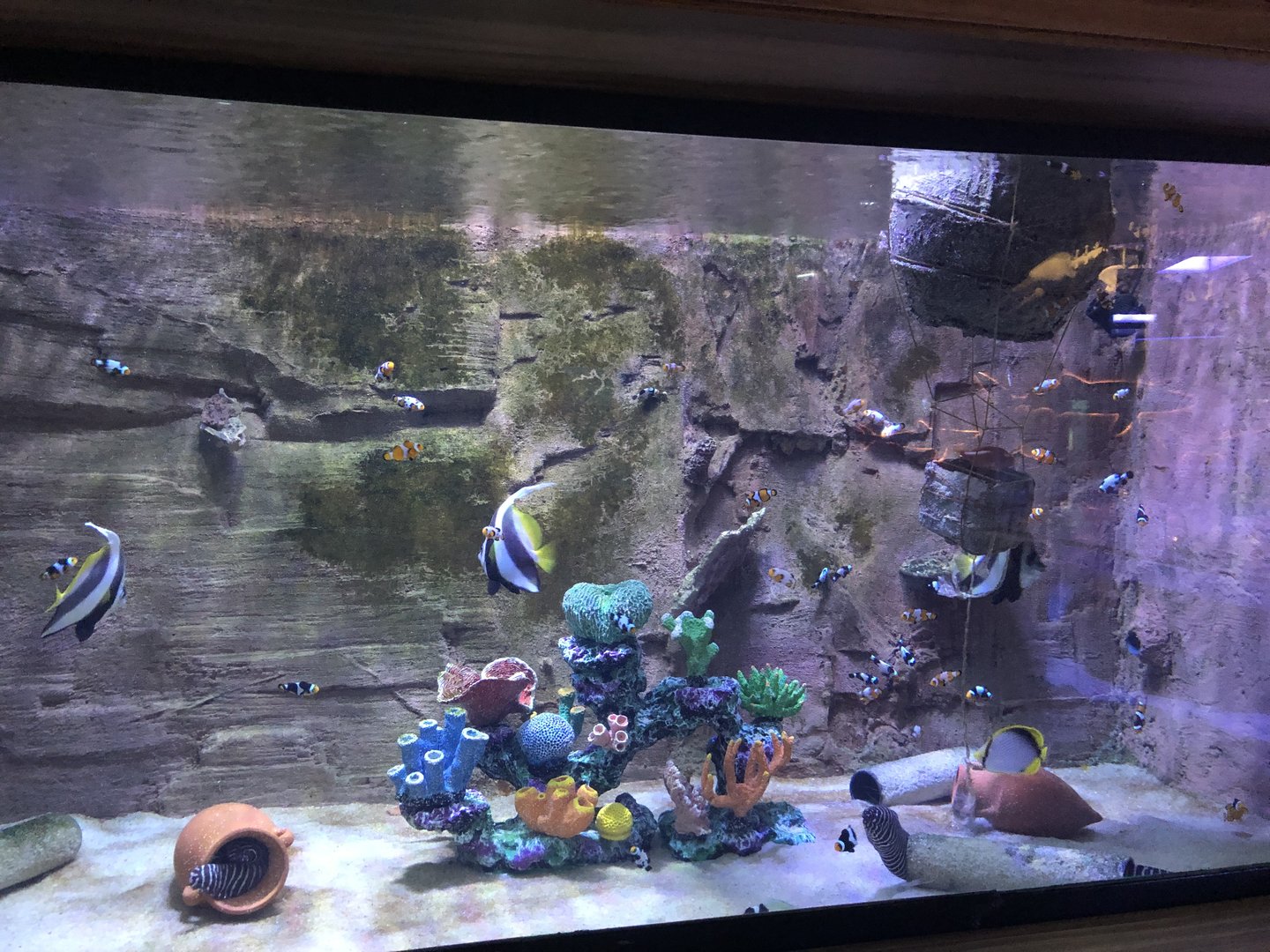 Questionable tank at Emaar aquarium