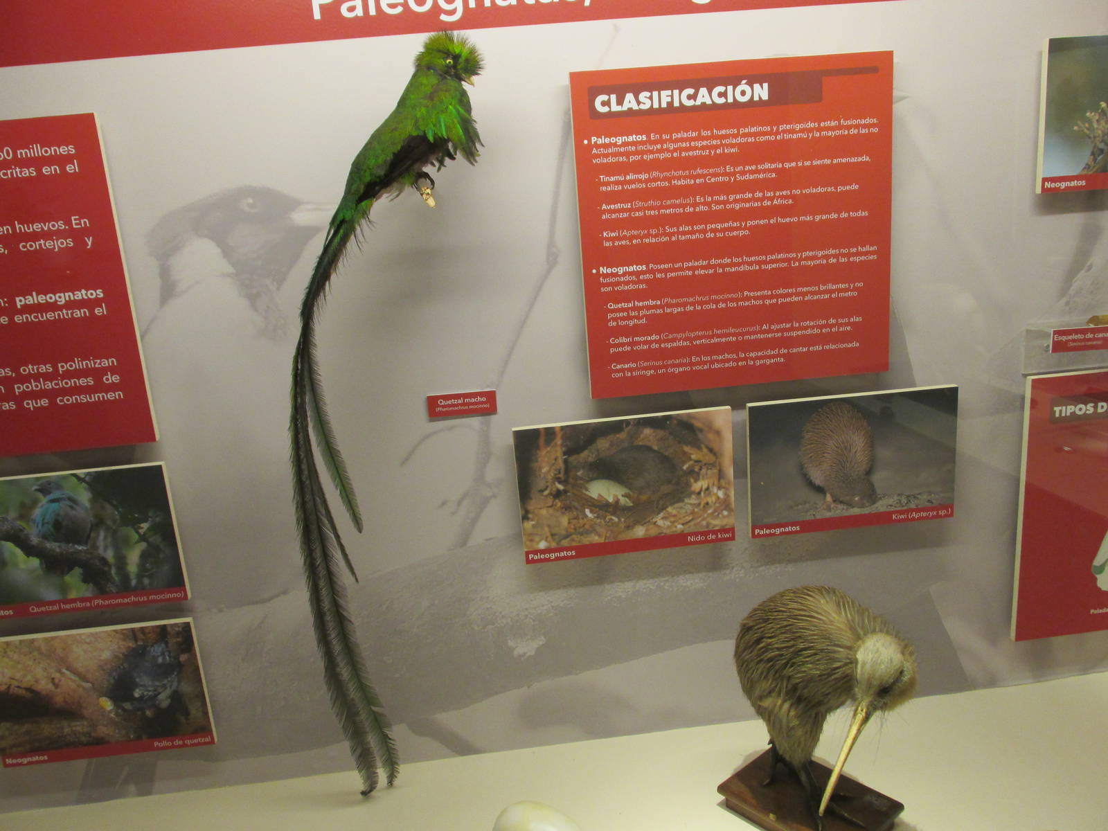 quetzal and kiwi museo de historia natural