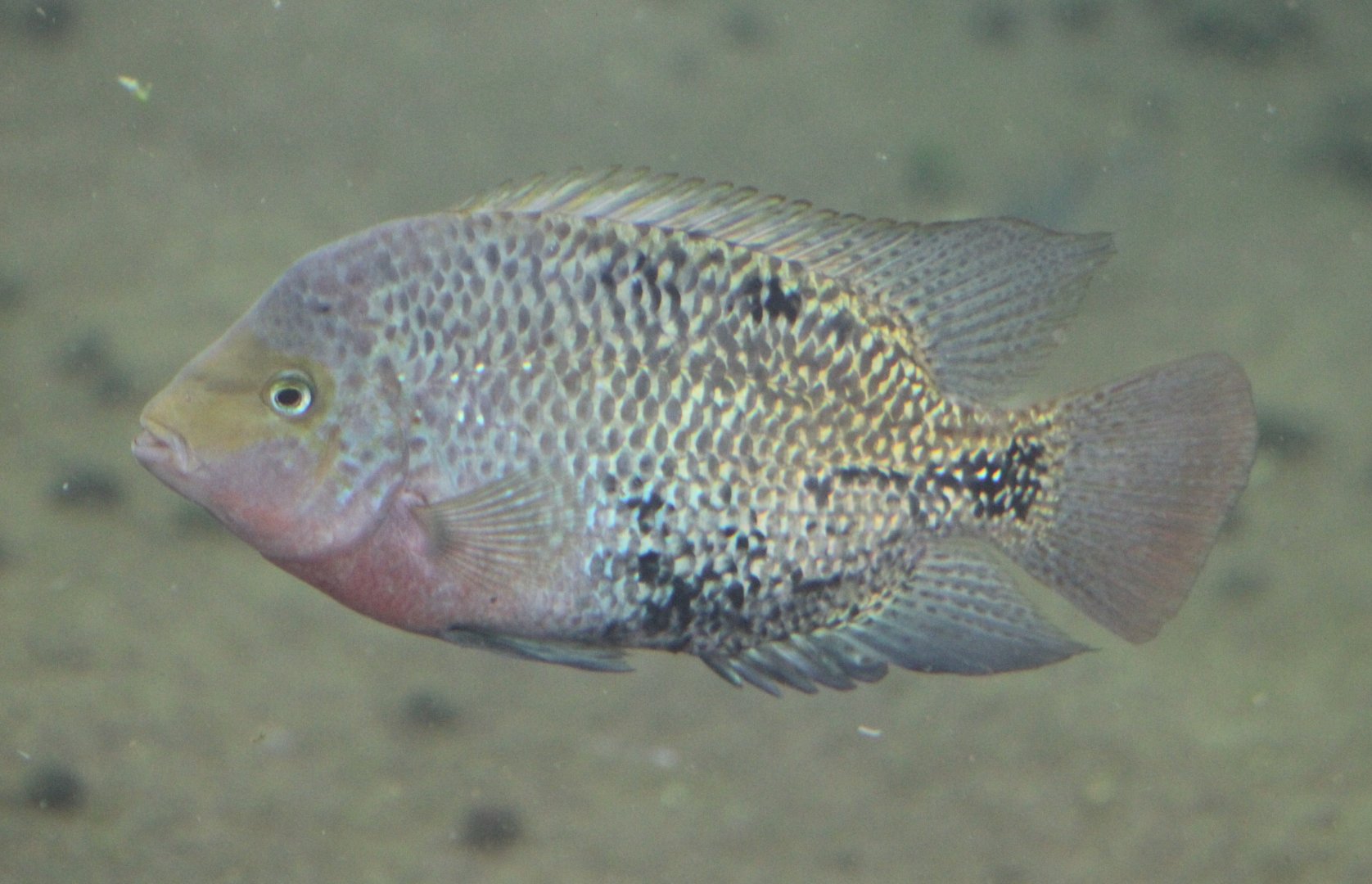 Quetzal cichlid - Paraneetroplus synsiplus