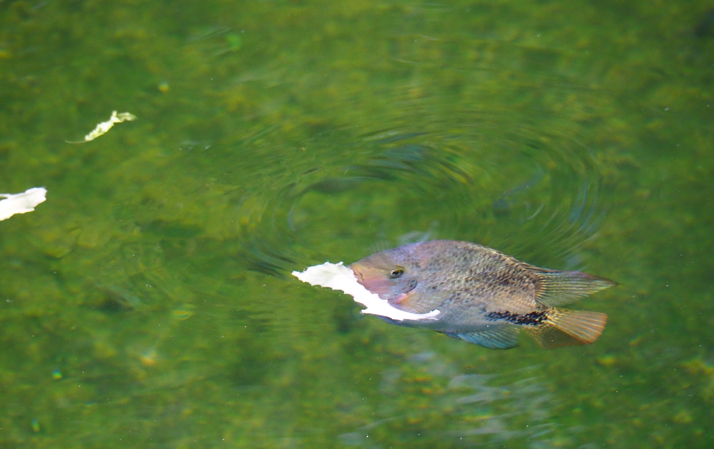 Quetzal cichlid (Vieja melanura) munching on manatee leftovers (Sep 16th, 2018)