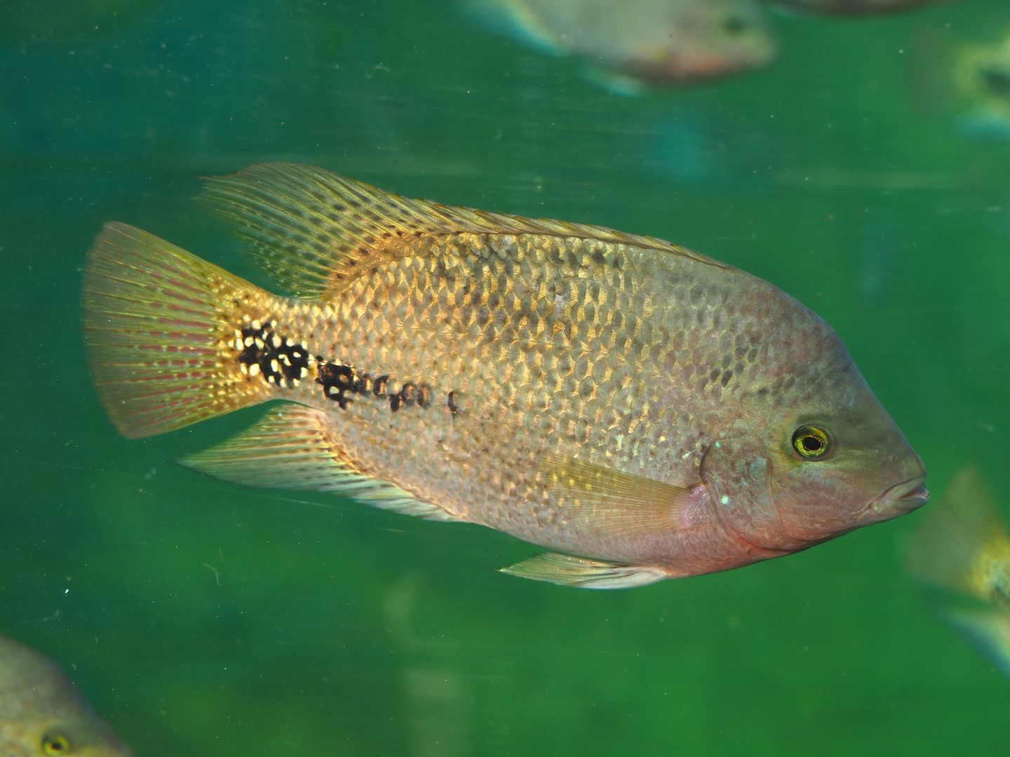 Quetzal cichlid (Vieja melanura), Sep 16th, 2018