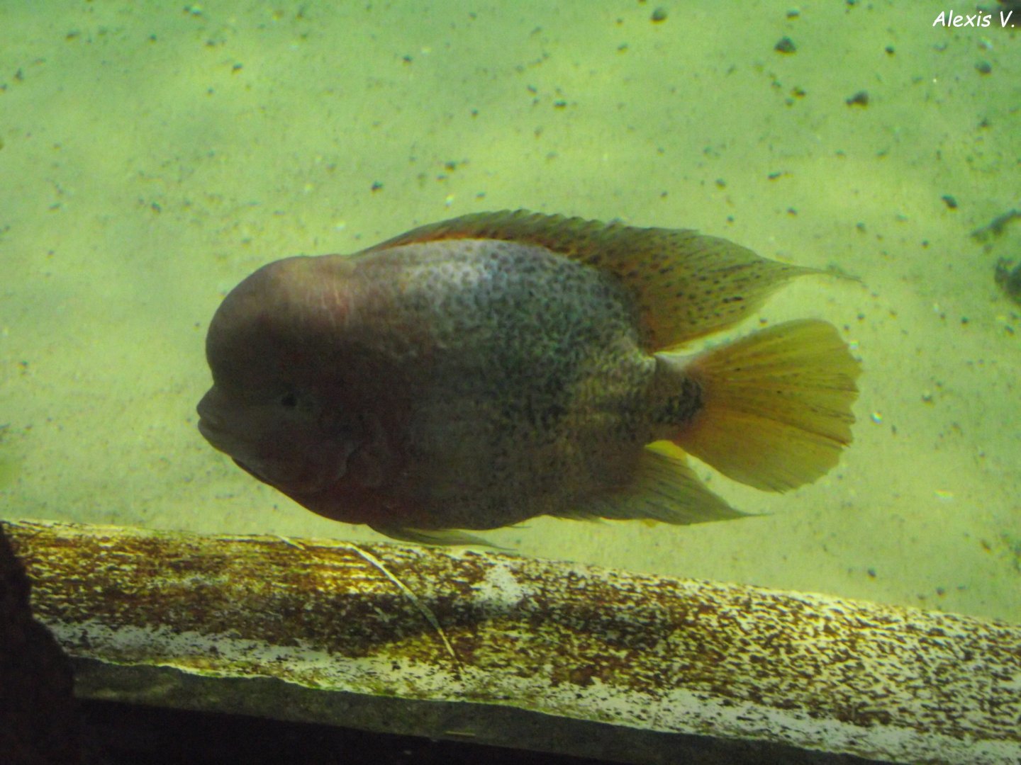 Quetzal Cichlid (Vieja melanurus) - Zooparc de Beauval - 12/01/2025