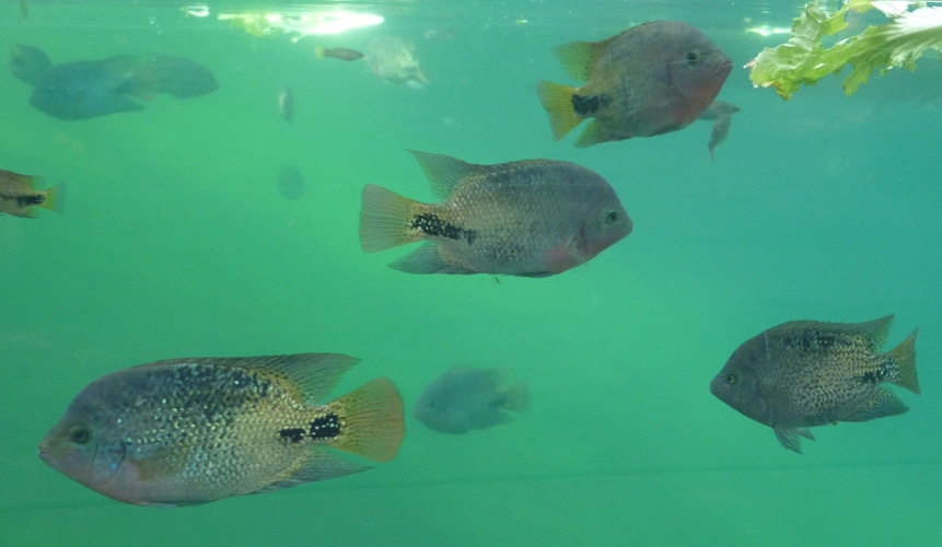 Quetzal cichlids (Vieja synspila)