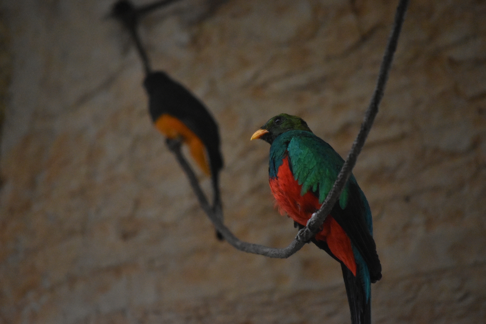 Quetzal (Golden Headed?) with Unspecified Trogon (Either black or white tailed)