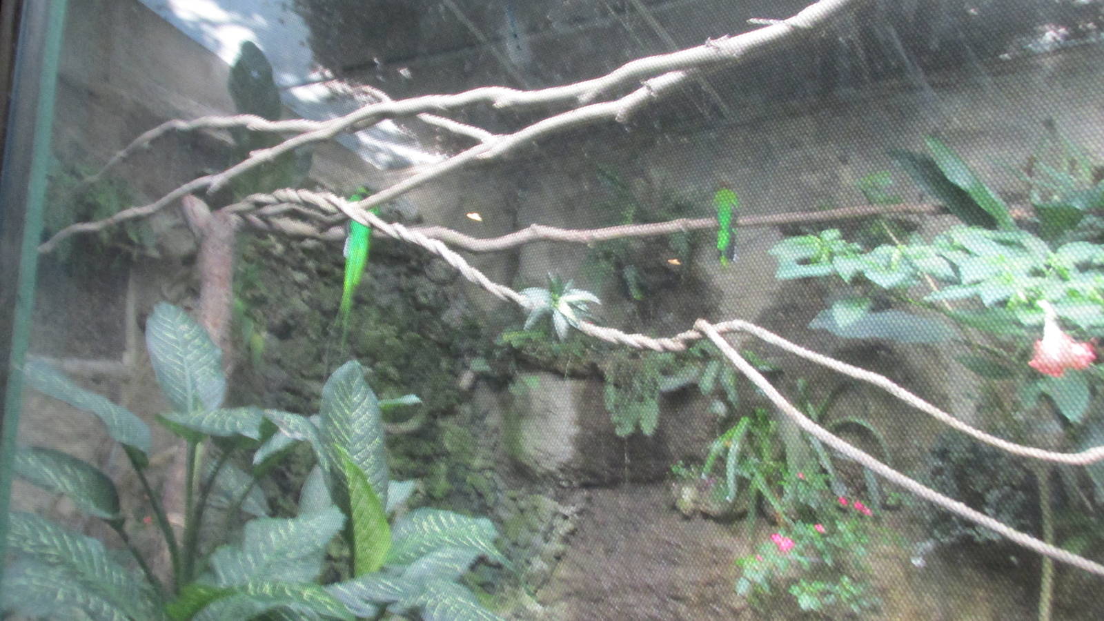 quetzal indoor aviary zoomat