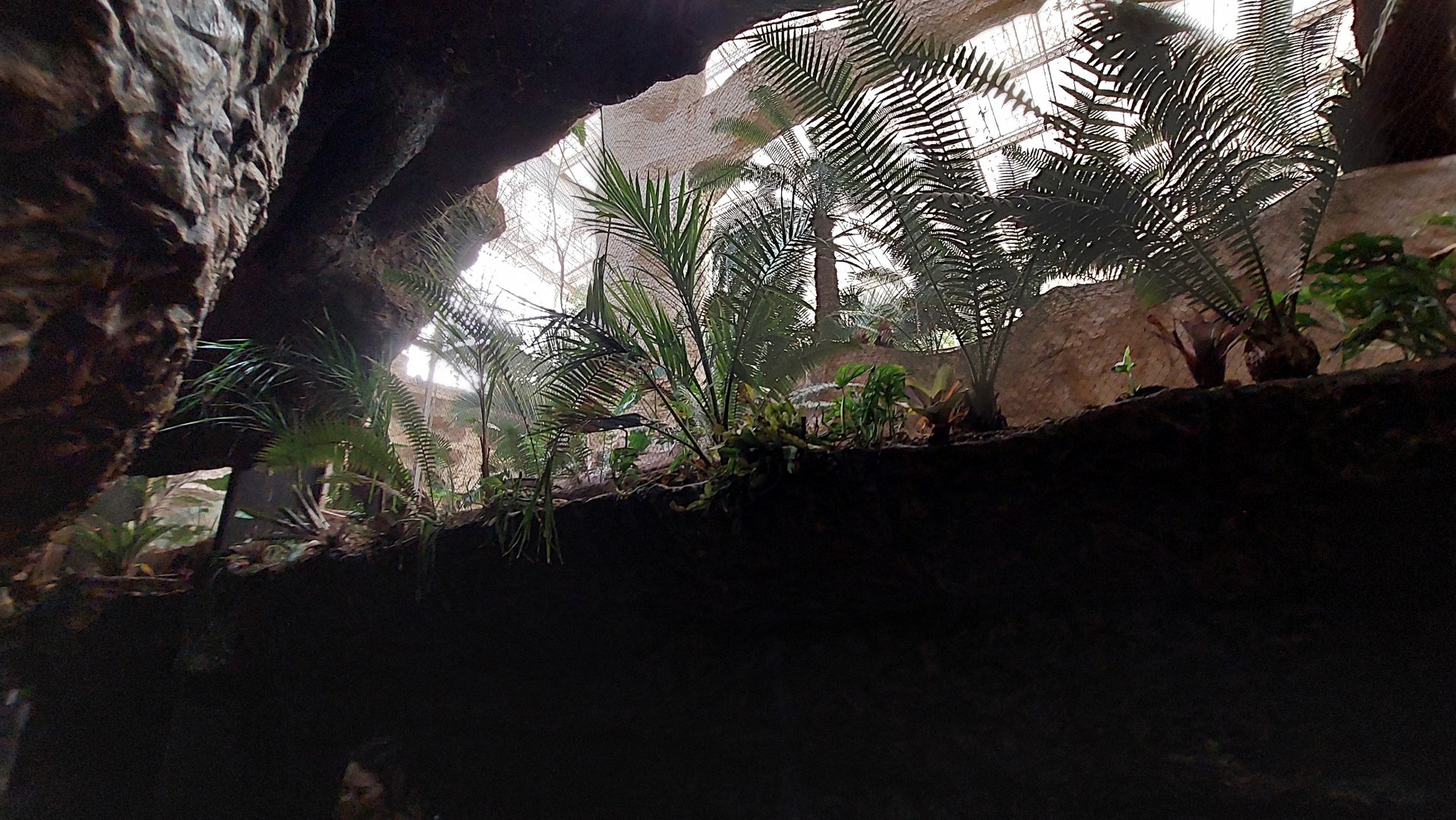 Quetzal, Mot-mot, and Dove enclosure- Toucan Terrace