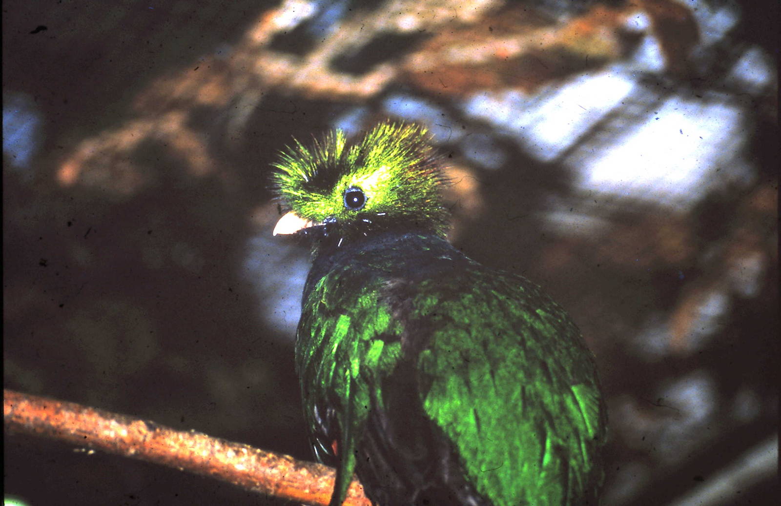Quetzal