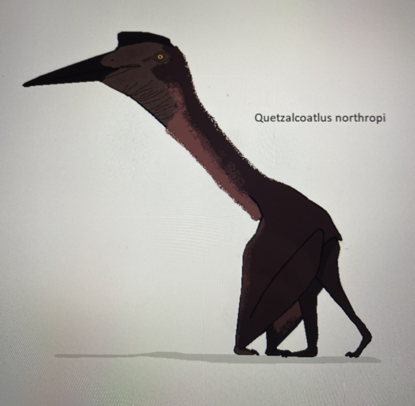 Quetzalcoatlus northropi (my depiction)