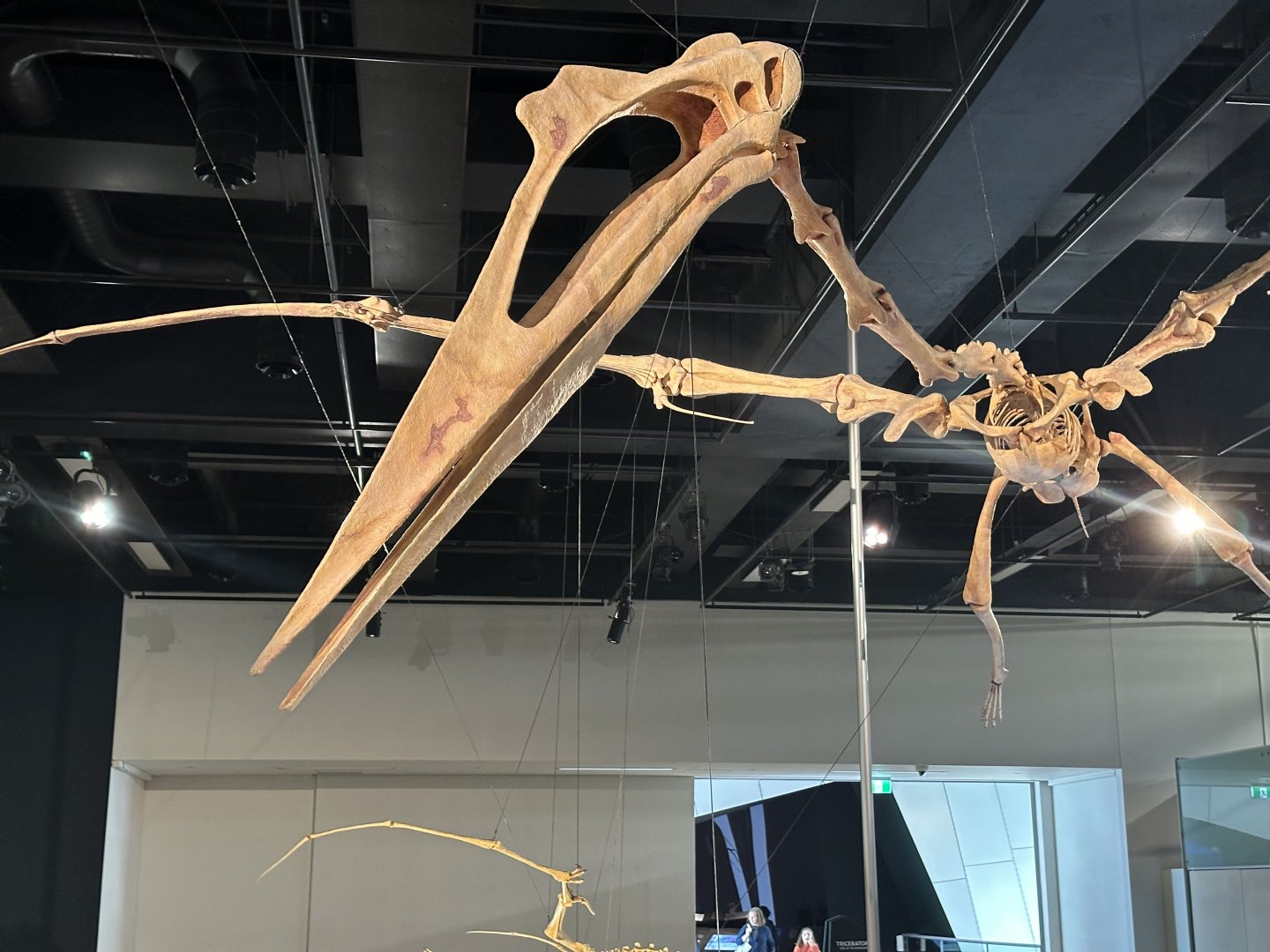 Quetzalcoatlus northropi